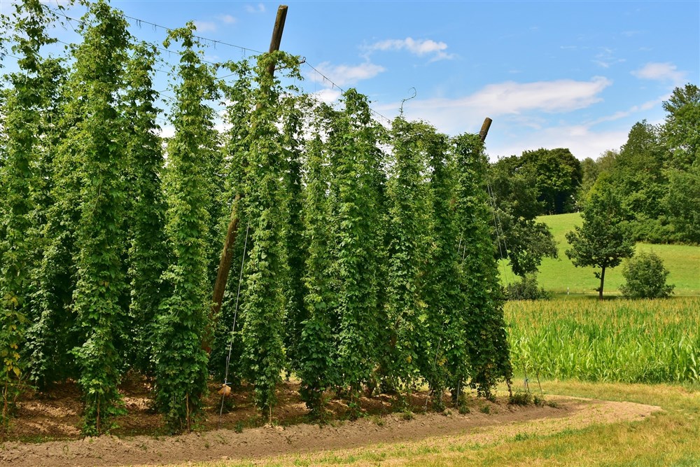 Hopfenanbau