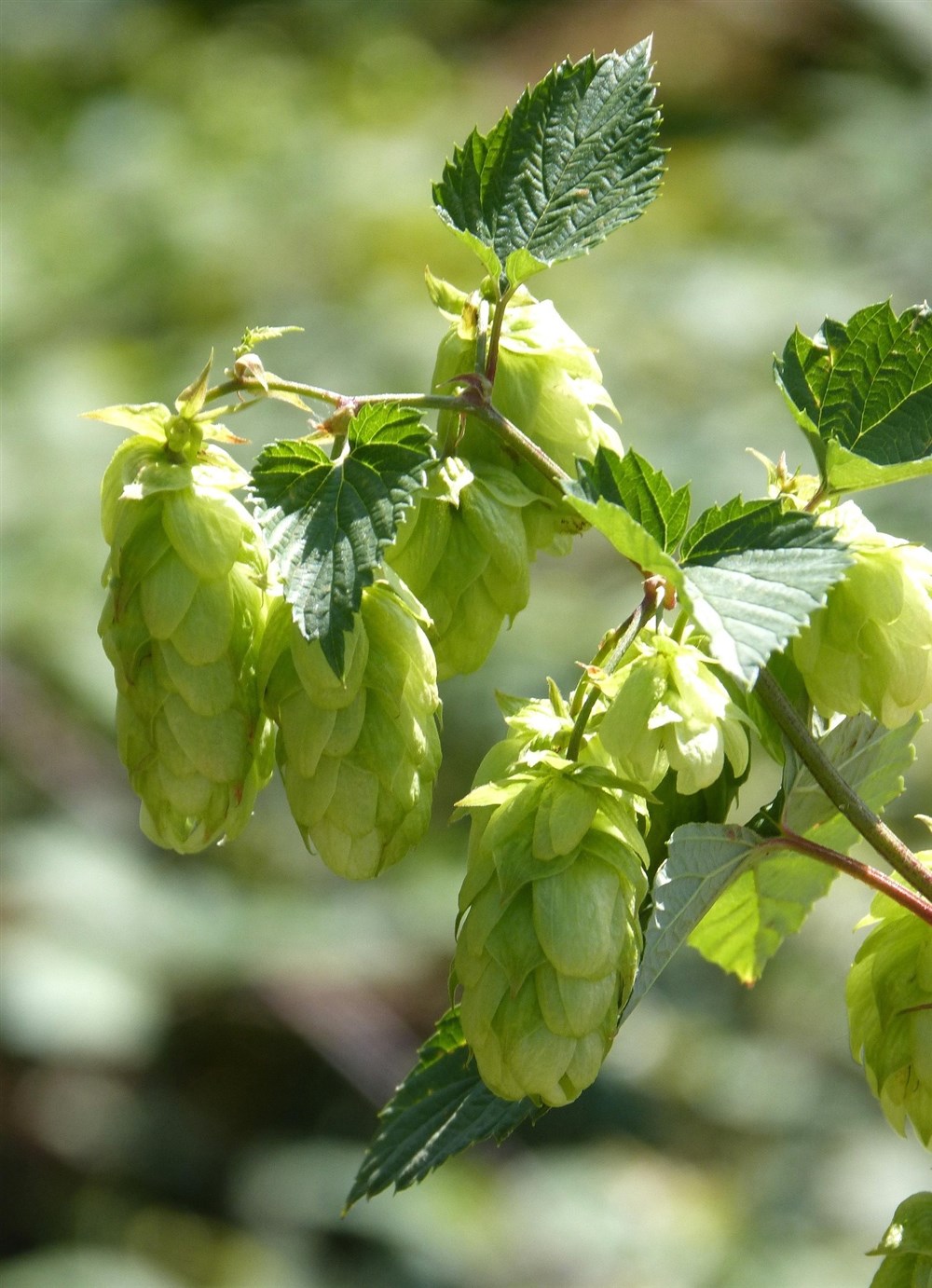 Hopfen