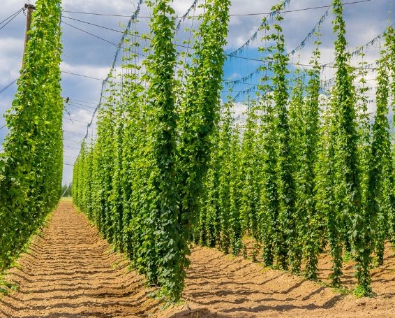 Hopfenfeld mit hohen, grün bewachsenen Ranken unter blauem Himmel.