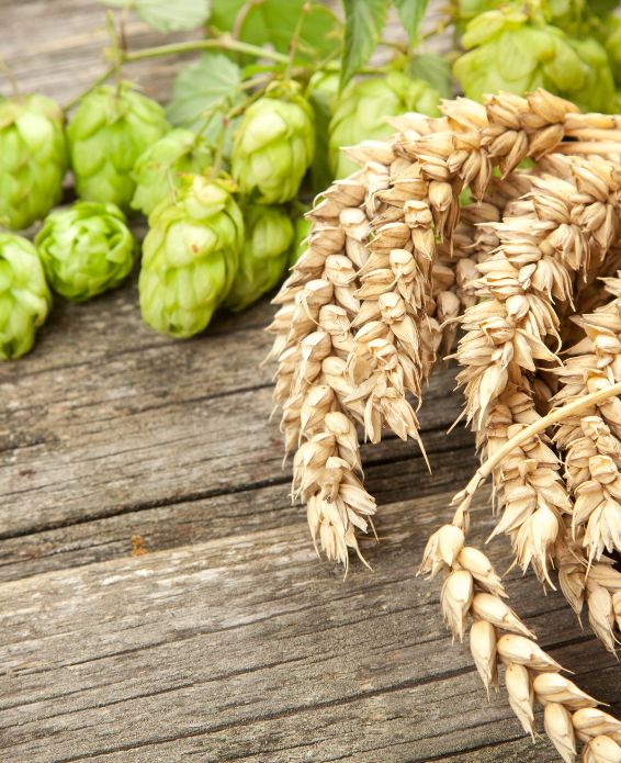 Getreideähren und frische Hopfenzapfen auf rustikalem Holztisch – natürliche Zutaten für die Bierherstellung.